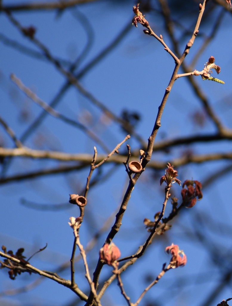 Branch & Leaf Buds - March 11 - Warren Co., NC