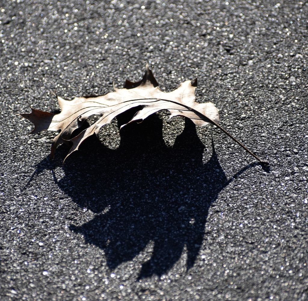 Leaf Underside - January - Warren Co., NC