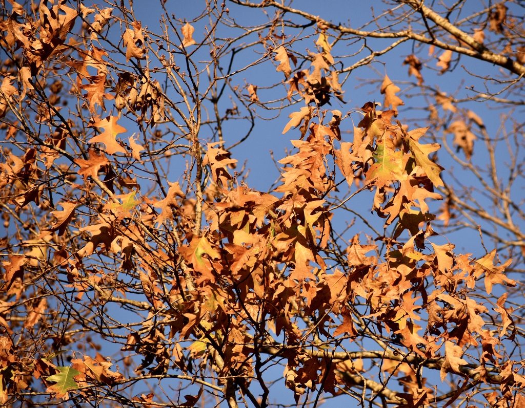 Leaves - December - Warren Co., NC