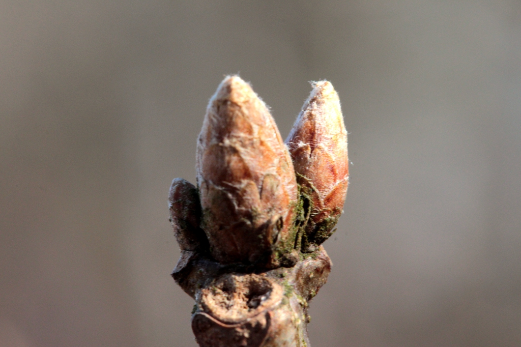 End buds