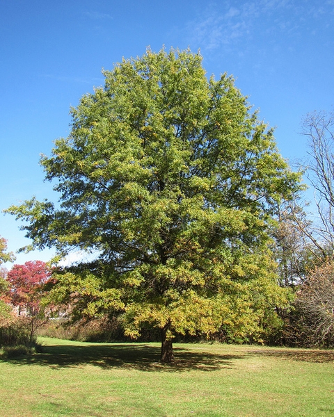Large tree with rounded canopy, growing in a park.