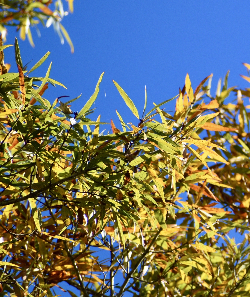 Leaves turning yellowish bronze.