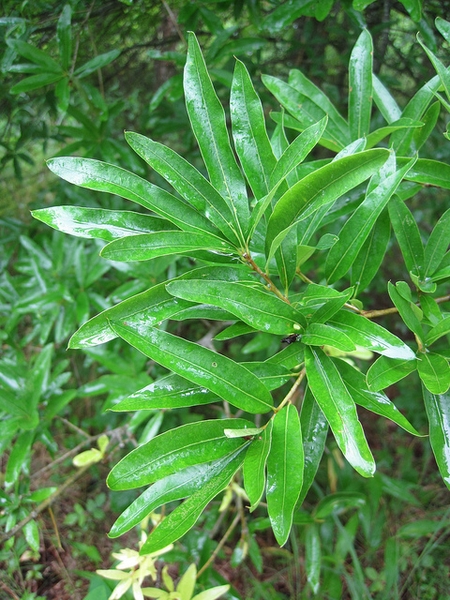 Leafy shoot bearing narrow, willow-like leaves.