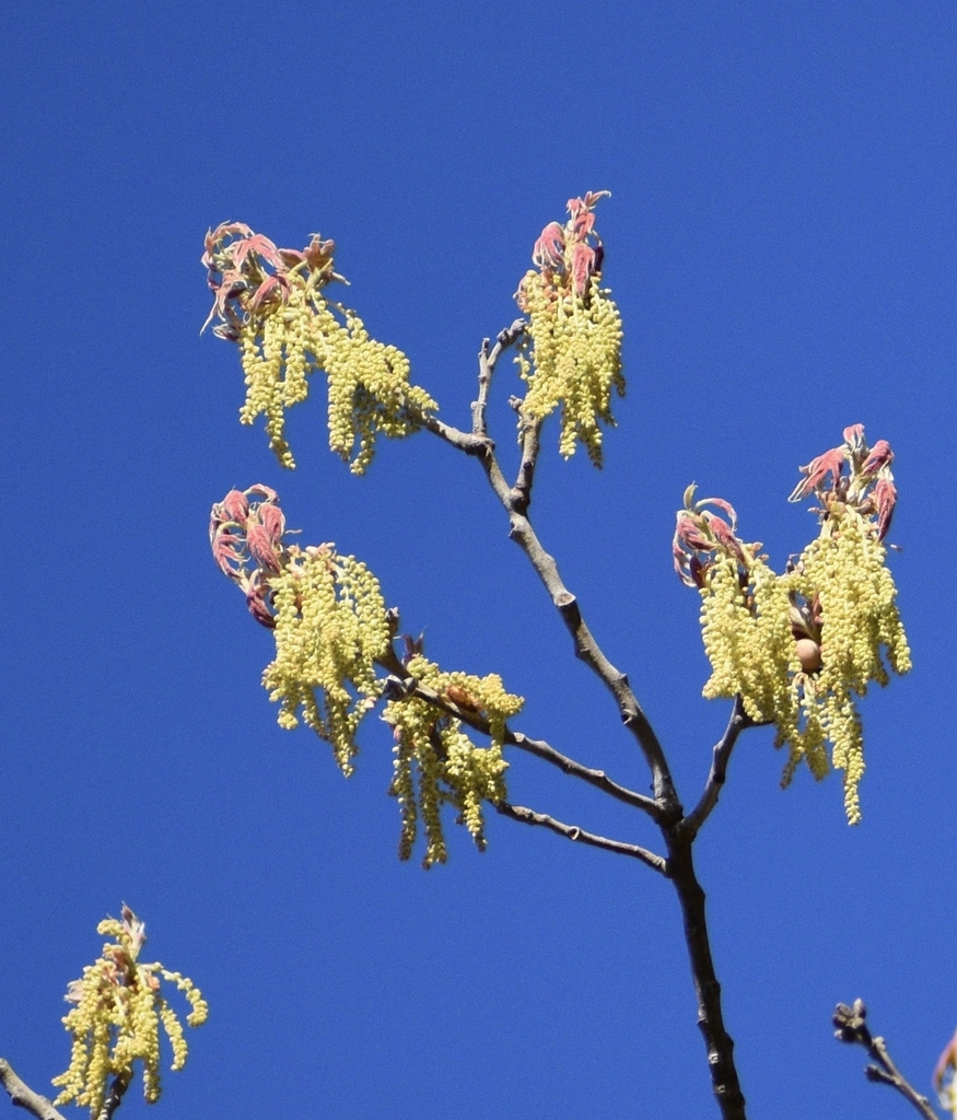 Flowers - March - Warren Co., NC