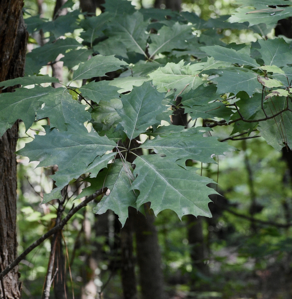 Leaves - July - Halifax Co., NC