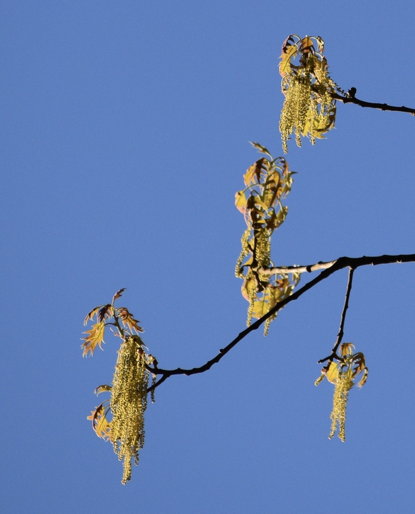 Male Catkin Flowers - March - Warren Co., NC