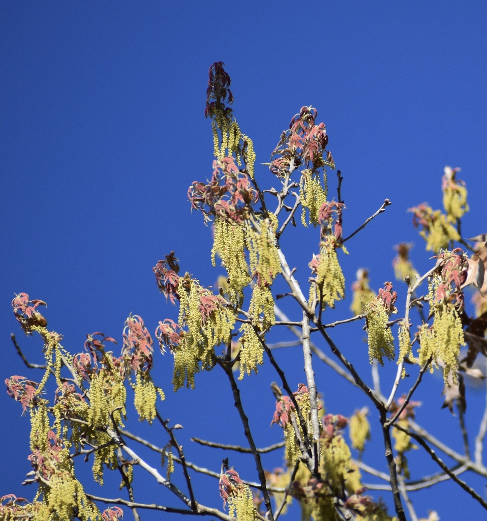 Emerging Leaves & Flowers - March - Warren Co., NC
