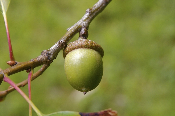 Acorn