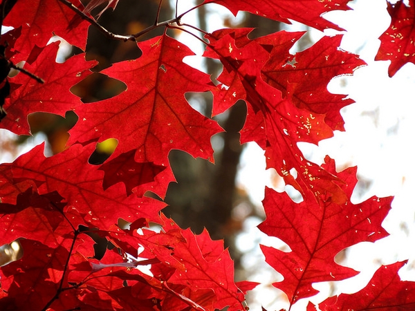 Fall color