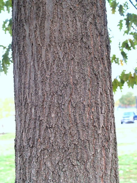 Bark
