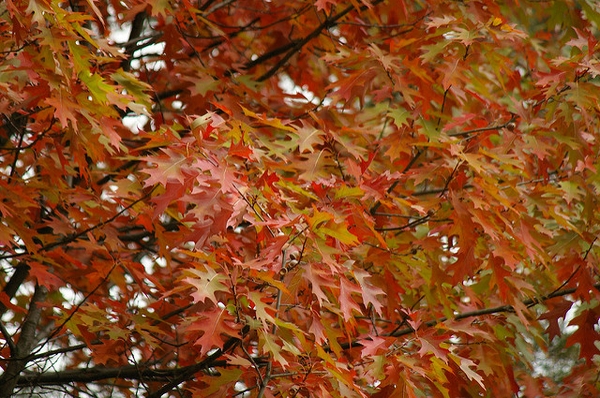 Fall color