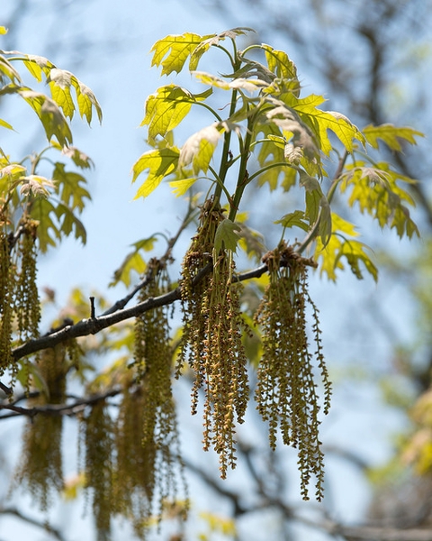 Male catkins