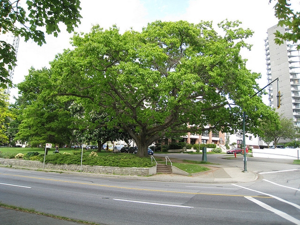 Form