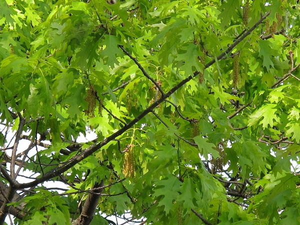 Branch with leaves