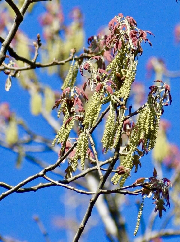 Flower & Leaves - Spring - Warren Co., NC