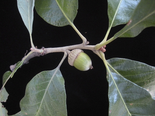 Stem with alternate leaves and an acorn
