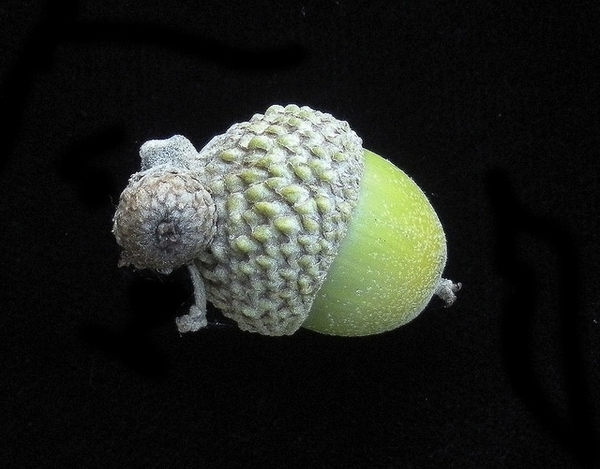 Immature green acorn with scaly cap