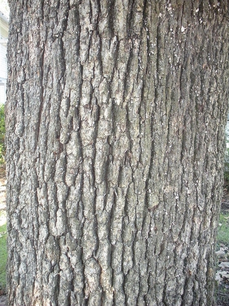 Bark