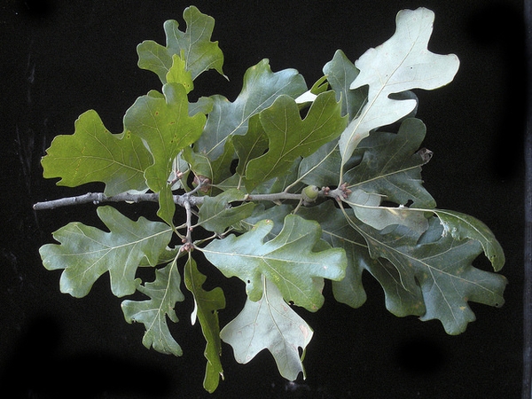 Lobed green leaves