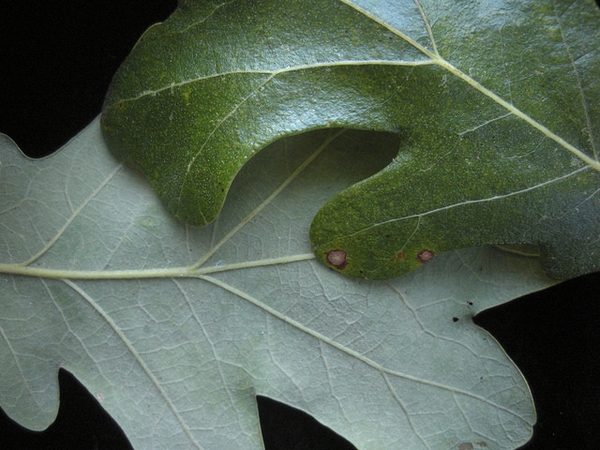 Quercus stellata, leaves
