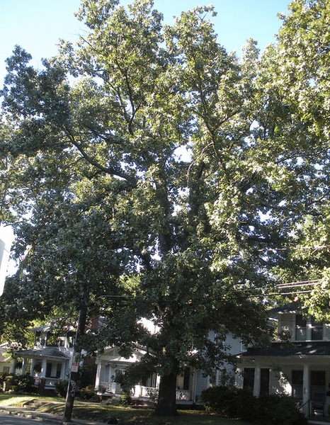 Quercus stellata, tree