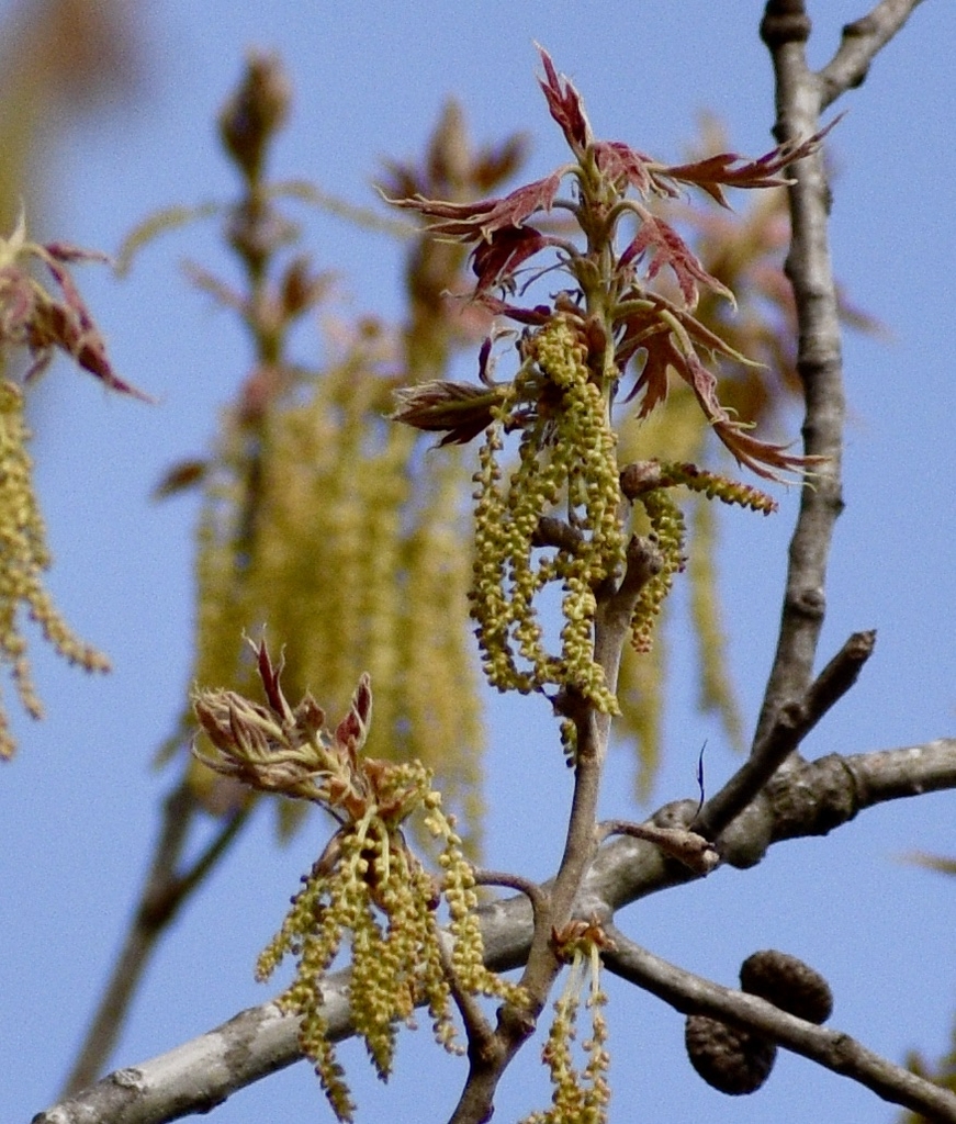Emerging Leaves & Catkins - Warren Co., NC