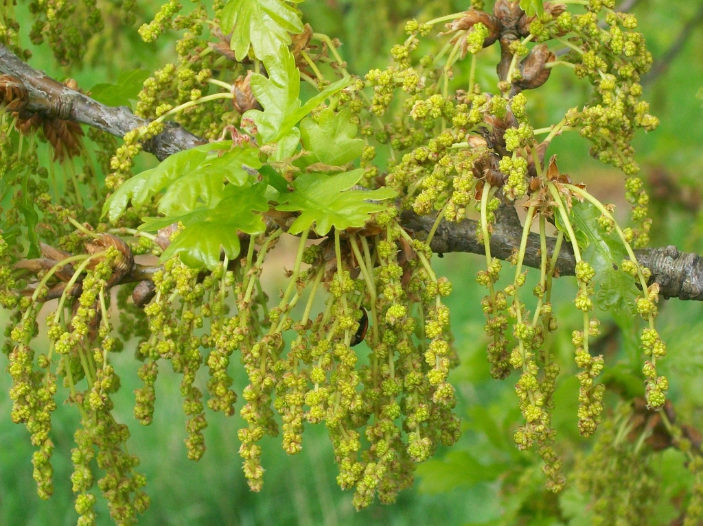Male flowers