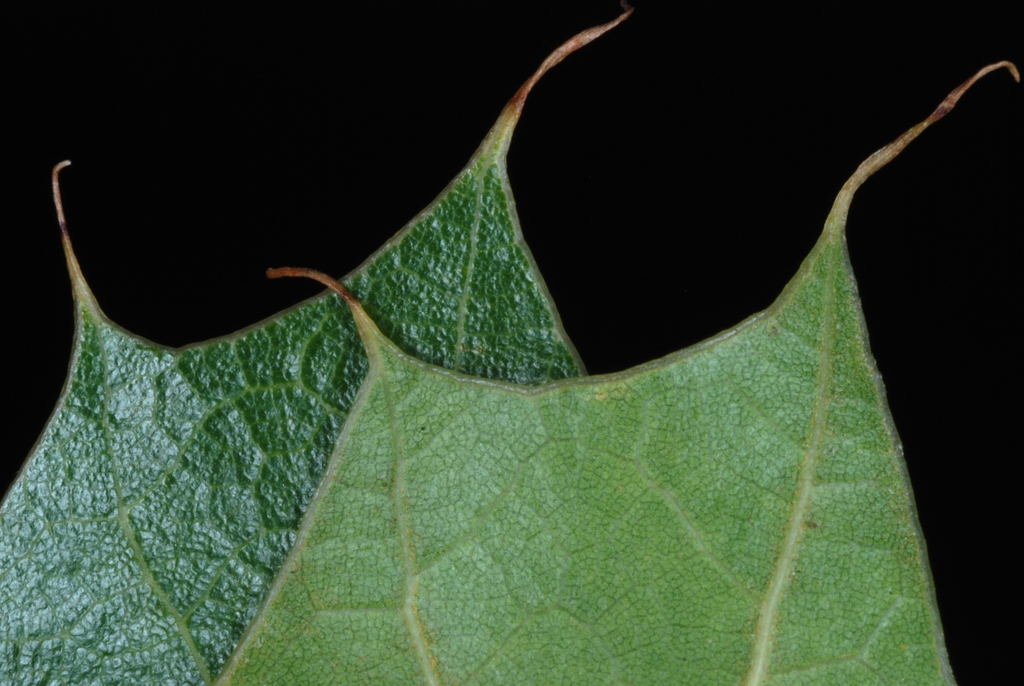 Lobed margins (Moore County, NC)-Early Fall