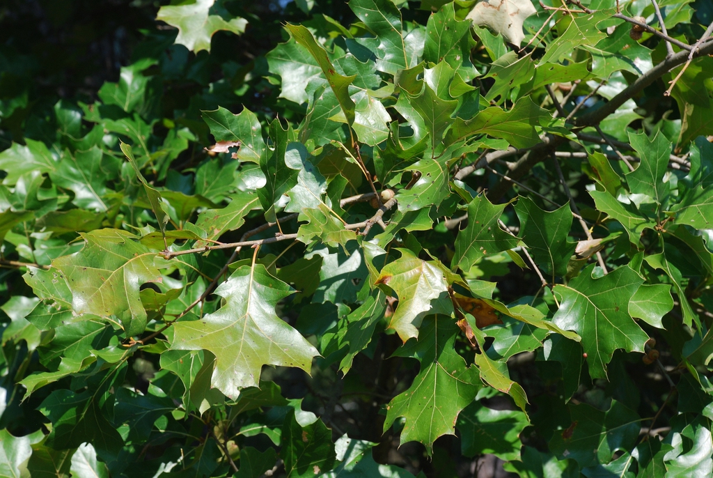Branches with leaves (Moore County, NC)-Early Fall