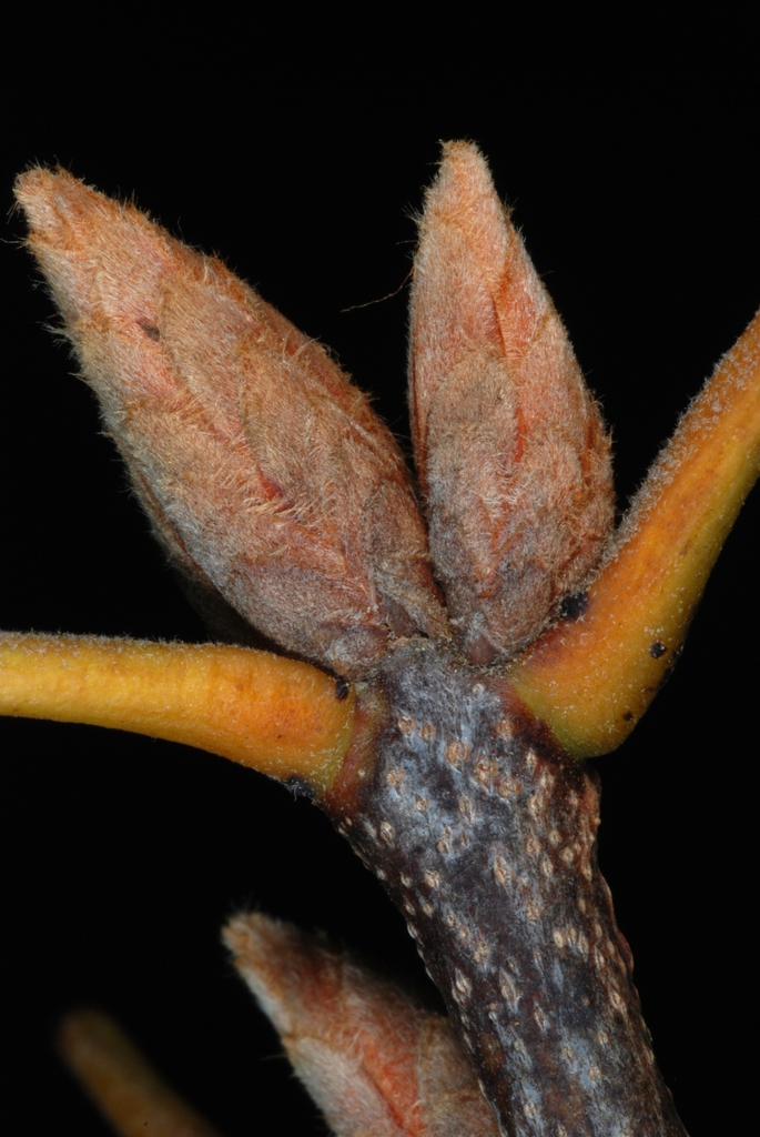 End buds (Moore County, NC)-Early Fall