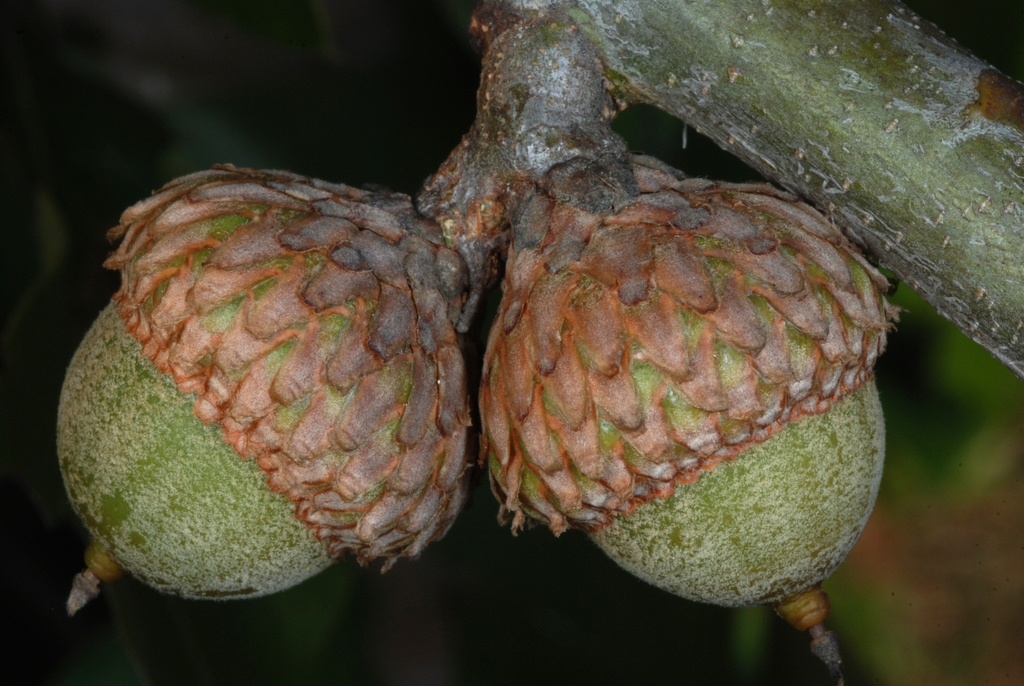 Side view of acorns (Moore County, NC)-Early Fall