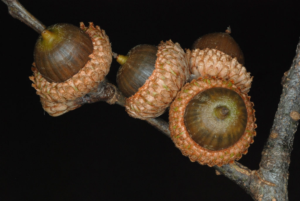 Bottom view of acorns (Moore County, NC)-Early Fall
