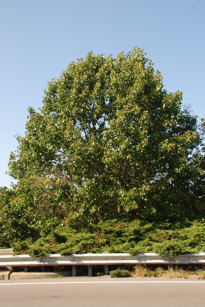 Form of a mature tree (Moore County, NC)-Early Fall