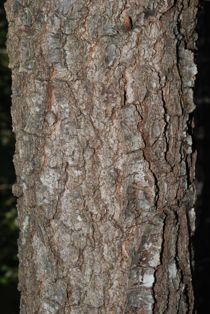 Fissured bark (Moore County, NC)-Early Fall