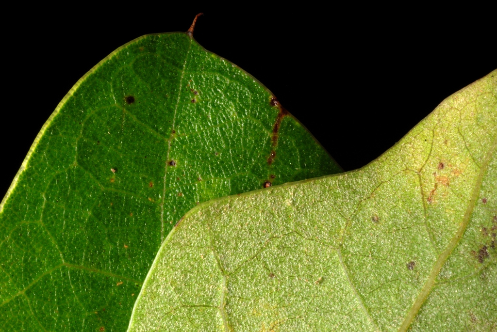 Front and back of leaf (Moore County, NC)-Early Fall