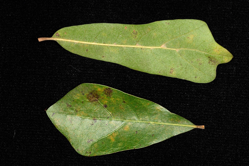 Leaf closeup (Moore County, NC)-Early Fall