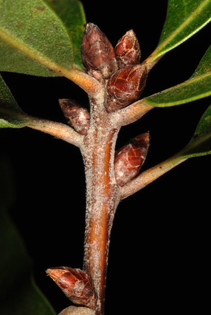 End and stem buds (Moore County, NC)-Early Fall