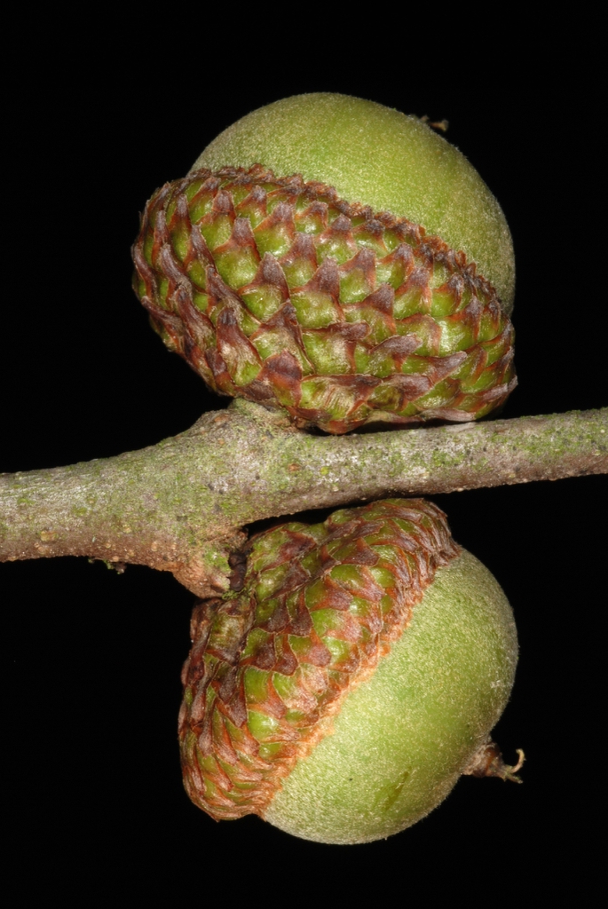 Side of acorn (Moore County, NC)-Early Fall