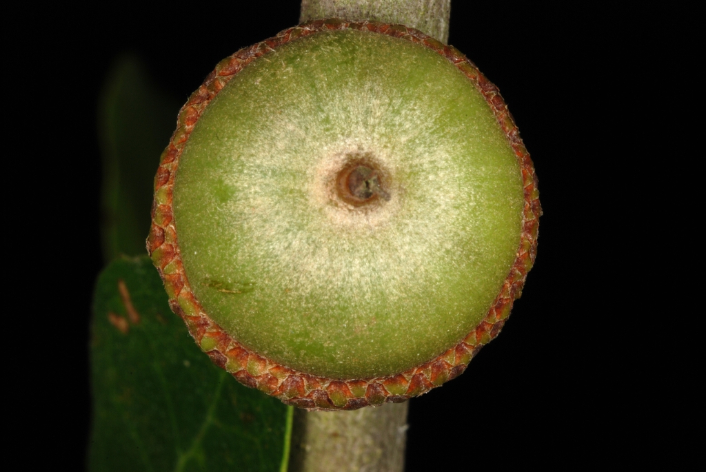 Bottom of acorn (Moore County, NC)-Early Fall