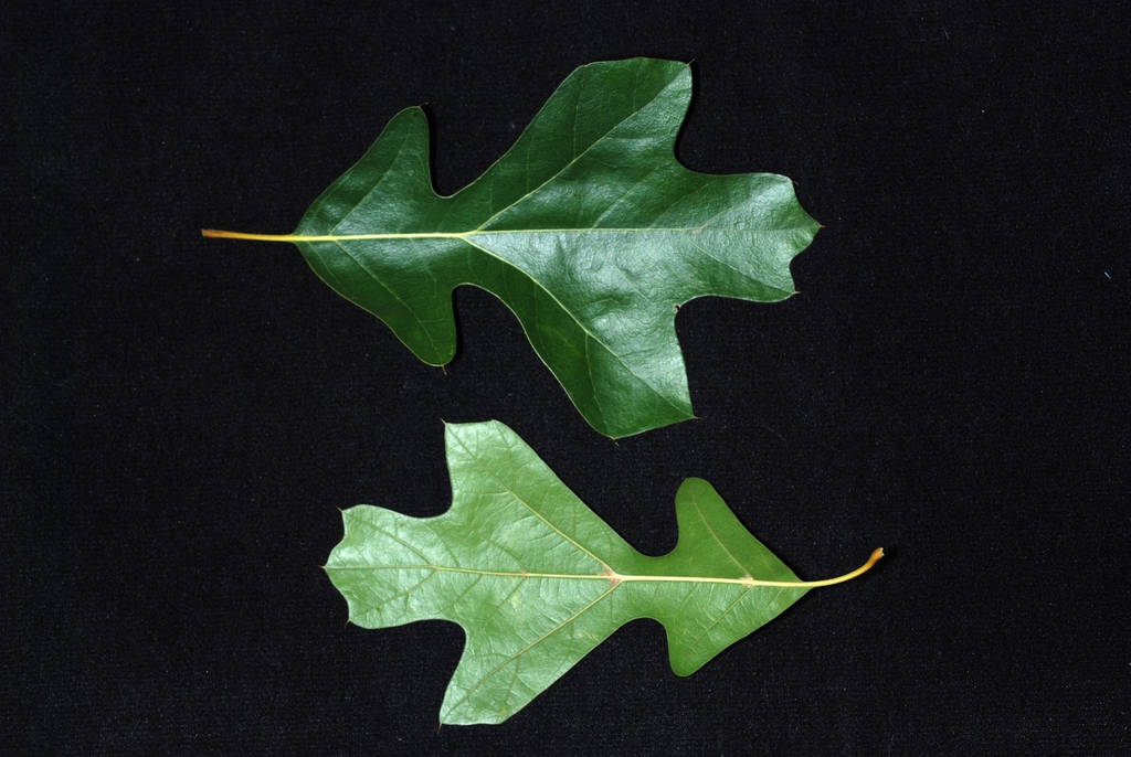 Various leaf shapes (Greensboro, NC)-Early Fall