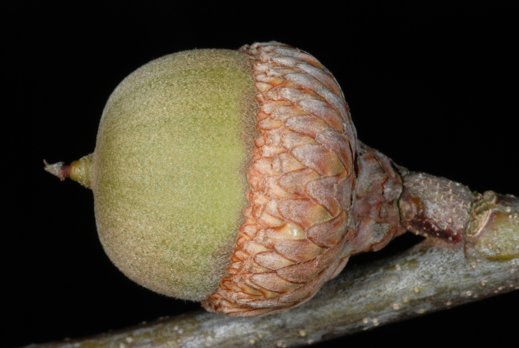 Side view of acorn (Greensboro, NC)-Early Fall