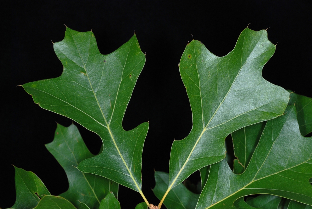 Lobed green leaves (Greensboro, NC)-Early Fall