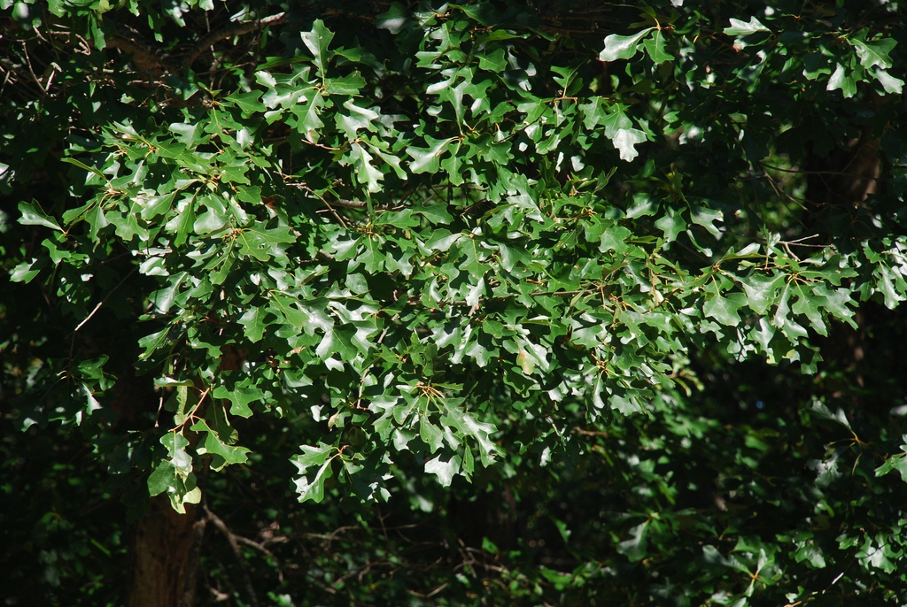 Branch with leaves (Greensboro, NC)-Early Fall