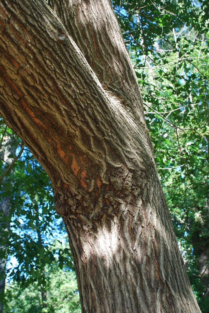 Tree trunk (Greensboro, NC)-Early Fall