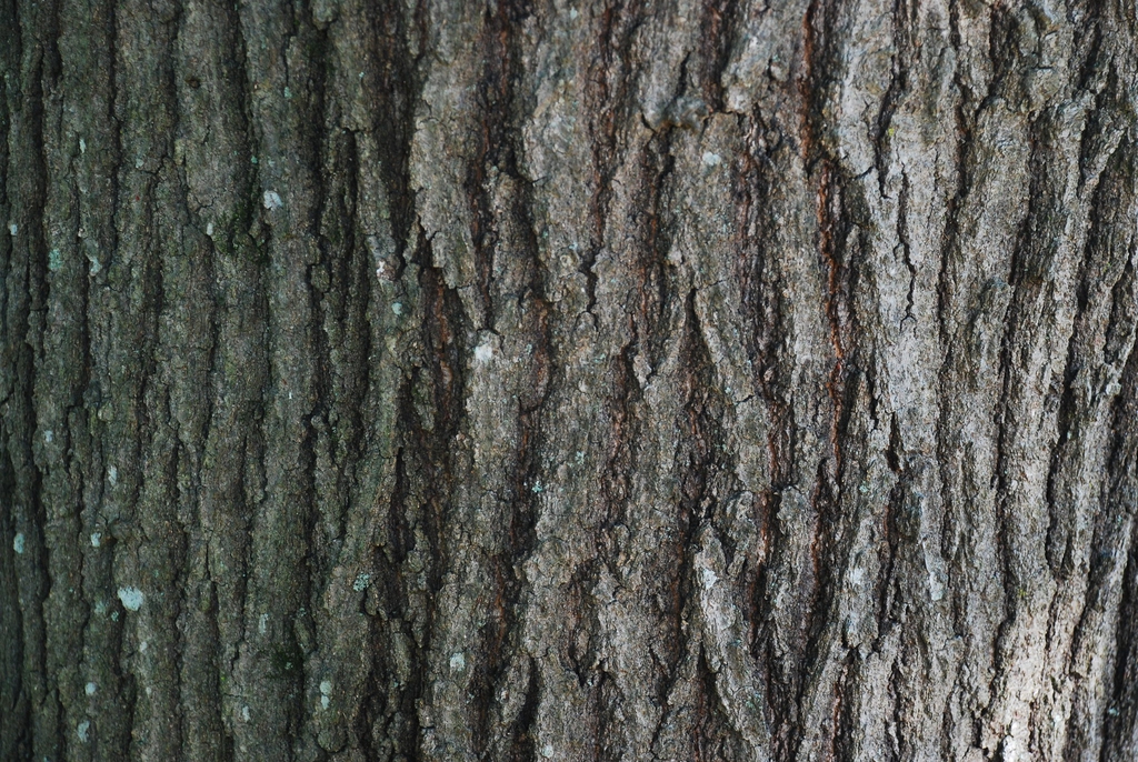 Bark with ridges (Greensboro, NC)-Early Fall