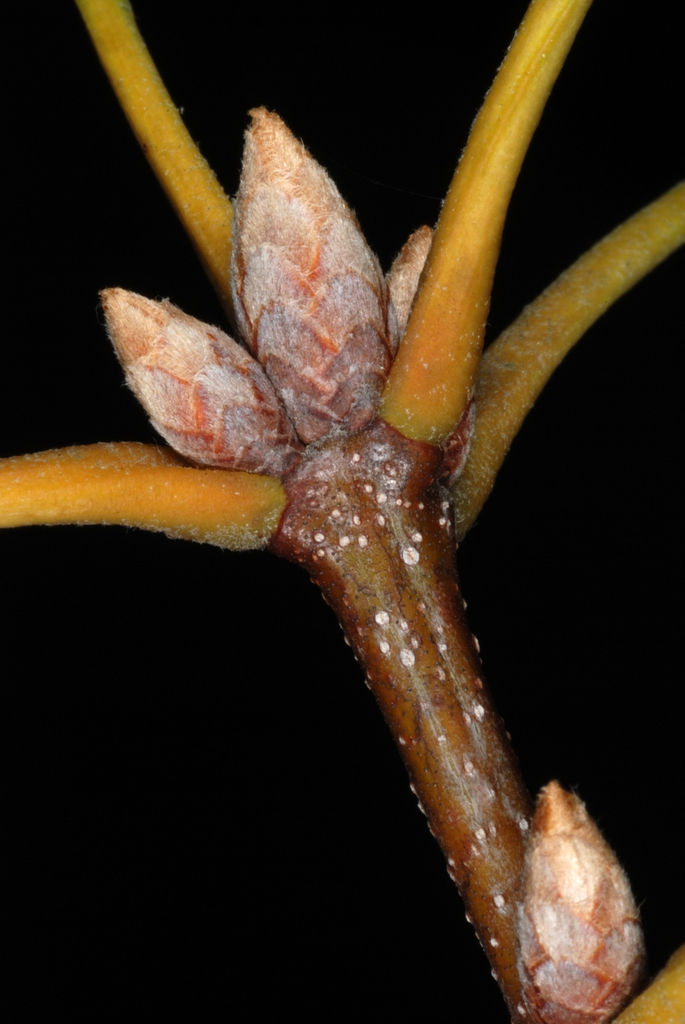 Stem with end and stem buds (Greensboro, NC)-Early Fall