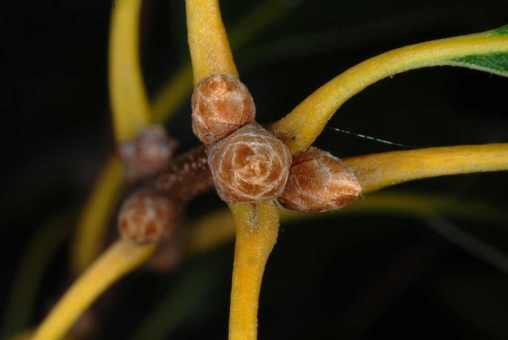 Top view of end buds (Greensboro, NC)-Early Fall