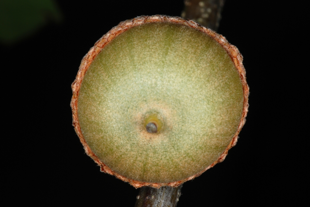 Bottom of an acorn (Greensboro, NC)-Early Fall