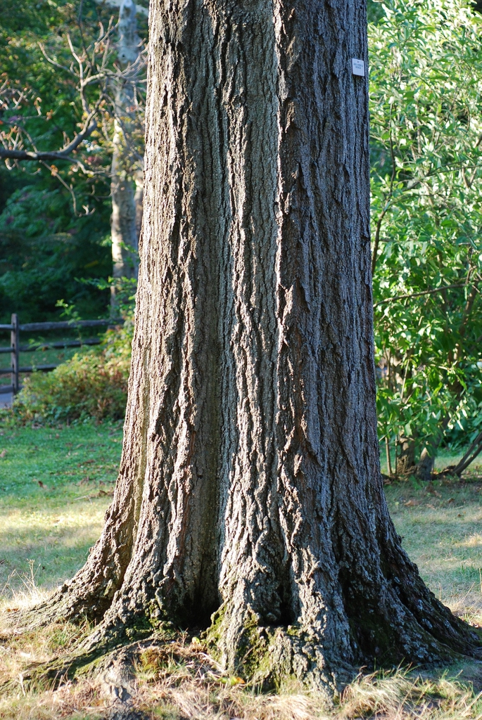 Bark with ridges (Kingsessing, Philadelphia, PA)-Early Fall