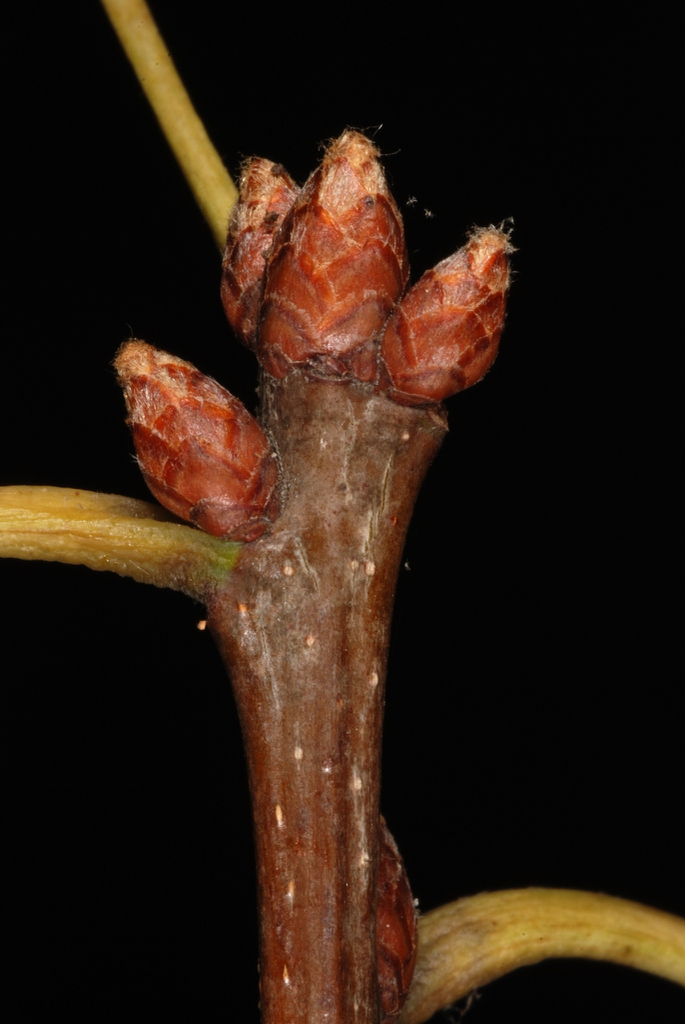 End buds (Kingsessing, Philadelphia, PA)-Early Fall
